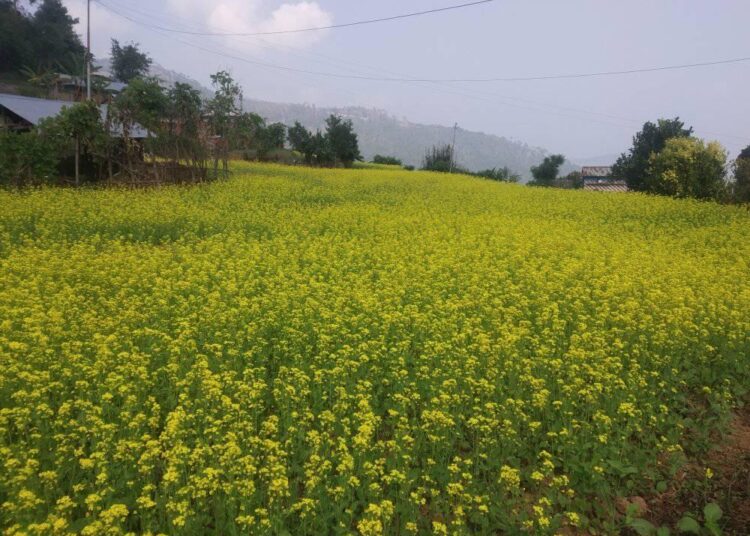 तोरी खेतीमा किसानको आकर्षण बढेन