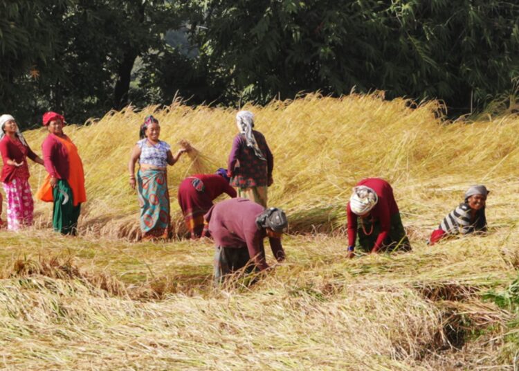 धान भित्र्याउने बेला भएको वर्षाले उत्पादन घट्यो