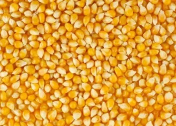 मकैको उत्पादन बढाउन अनुदानमा बीउ उपलब्ध