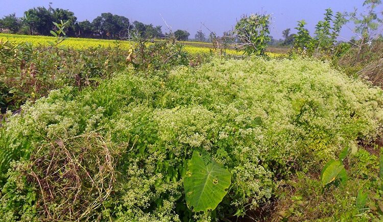 स्थानीयहरु कृषि गर्न छाडेर सहर पस्न थाले