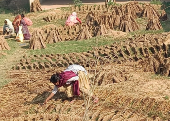 खाना पकाउन अझै गुइँठाकै भर
