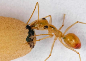 सुन्दा अचम्म लाग्ला कमिलाले पनि दुध खुवाउँछ !