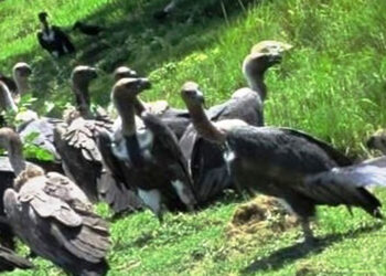 सङ्कटमा प्रकृतिका कुचीकार-गिद्ध : पर्यावरणका लागि खतरा
