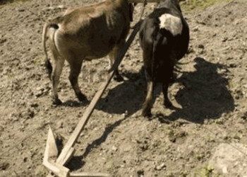 हलगोरु पाल्ने किसानलाई दश हजार अनुदान