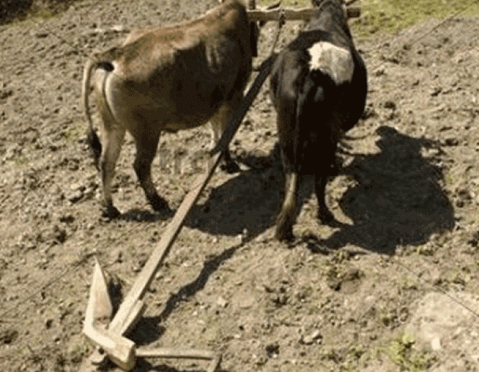 हलगोरु पाल्ने किसानलाई दश हजार अनुदान