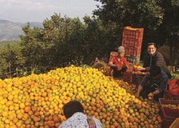 बागलुङमा २० प्रतिशतले सुन्तला उत्पादनमा बृद्धि