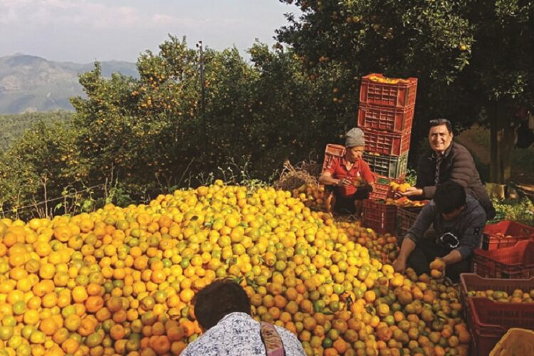 बागलुङमा २० प्रतिशतले सुन्तला उत्पादनमा बृद्धि