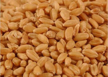 भारतले नेपालमा गहुँ निर्यातका लागि कोटा निर्धारण