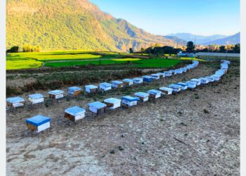 ललितपुरबाट मौरी चराउन बागलुङ