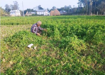 घाँसखेतीबाट आम्दानी गर्दै दाङका किसान