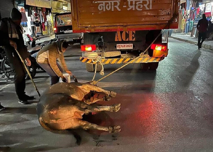 साँढेलाई रक्ताम्य हुने गरी घिसार्दै गरेकोप्रति आलोचना