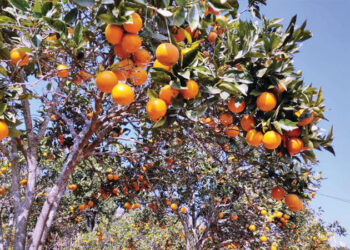 Doti farmers reap huge benefit from orange farming