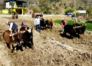 गोरु संरक्षणका लागि कृषकलाई प्रोत्साहन