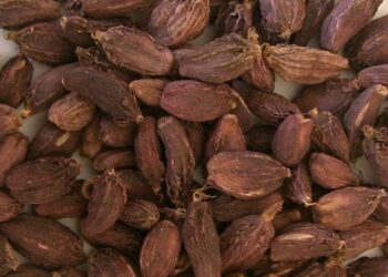 मूल्य घटेपछि अलैँची कृषक चिन्तित