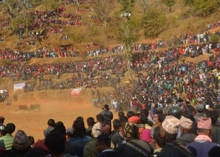 गोरु जुधाइ : मनोरञ्जनको माध्यमदेखि विजयोत्सवको गाथा