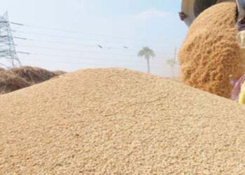 धान उत्पादन घट्यो