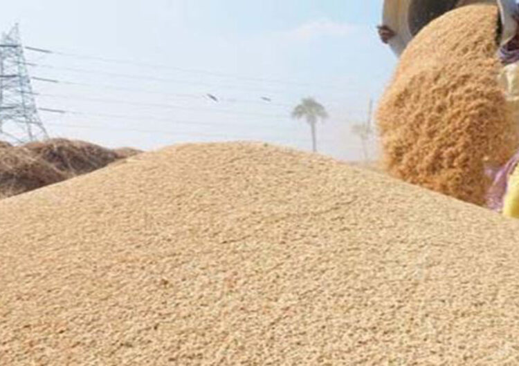 धान उत्पादन घट्यो