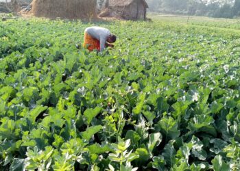 व्यावसायिक तरकारी खेती गर्ने किसानलाई बजारको चिन्ता