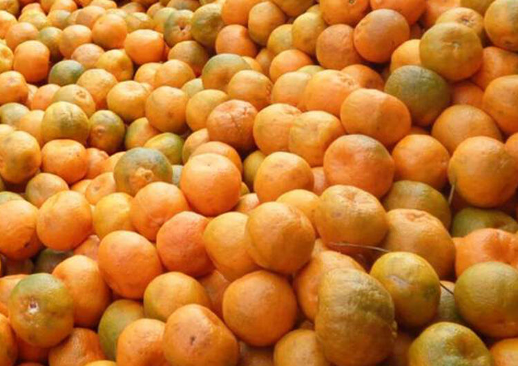 Orange stored up in cooling centre rot in Syangja