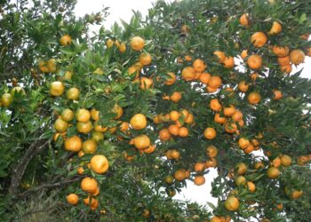 तनहुँमा यसवर्ष २८ करोडको सुन्तला उत्पादन