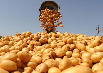 आलु खेतीबाट मनग्गे आम्दानी