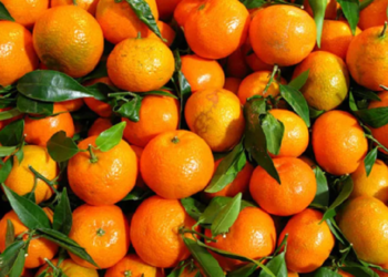 काभ्रेमा बर्सेनि सुन्तला उत्पादनमा गिरावट