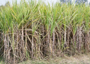 कपिलवस्तुका किसानलाई उखु बेच्न समस्या