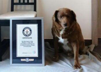 Bobi breaks world record for oldest dog ever