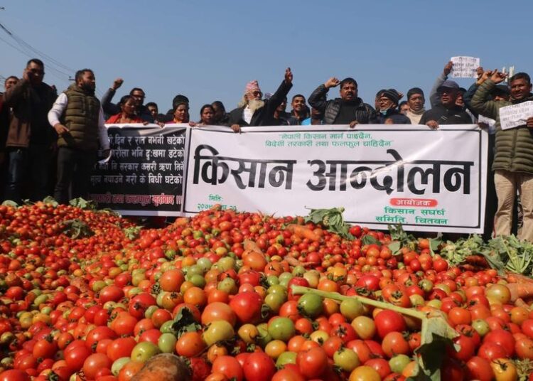 चितवनका किसानले सडकमै फ्याँके तरकारी