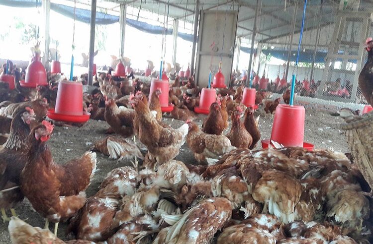 उपत्यकामा यी तीन ठाउँमा संक्रमणकाे पुष्टि