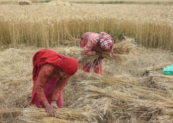 गहुँको मूल्य तोक्याे