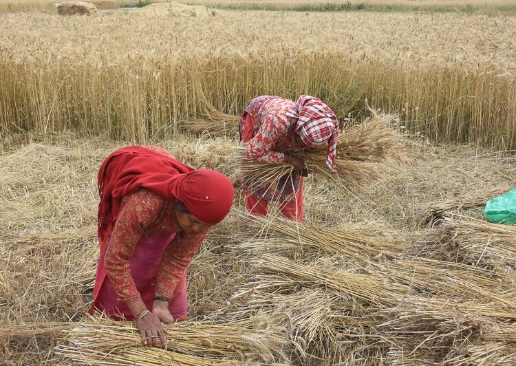गहुँको मूल्य तोक्याे