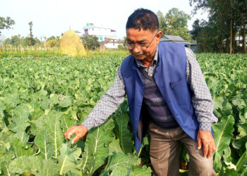 तरकारी खेतीबाट वार्षिक ६ लाख कमाउँछन् मोहनलाल