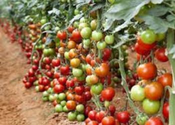 गोलभेँडाको उचित मूल्य नपाउँदा किसान मर्कामा