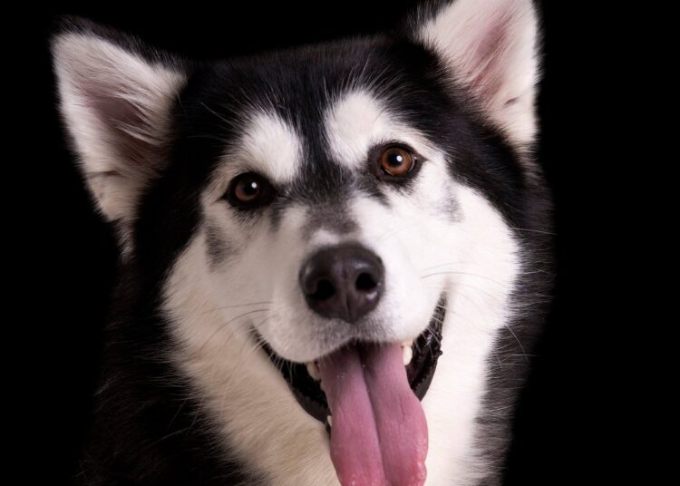 एक हजार भन्दाबढी सामुदायिक तथा घरपालुवा कुकुरको बन्ध्याकरण