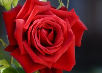 नेपालमा गुलाबको फूल आयातमा रोक