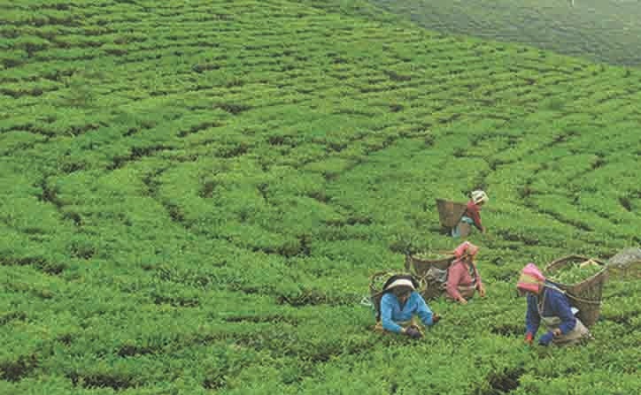 चिया निर्यातबाट बर्सेनि तीन करोड विदेशी मुद्रा आर्जन