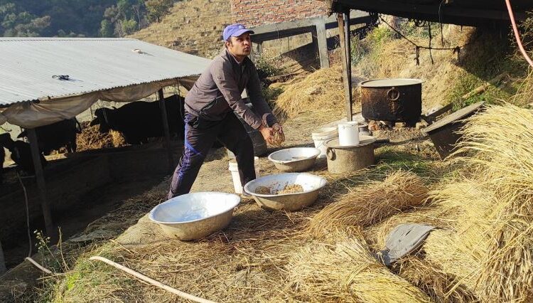 तोरीको उत्पादन बढ्ने भएपछि किसान खुसी