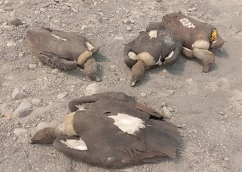 लोपोन्मुख गिद्ध मृत फेला