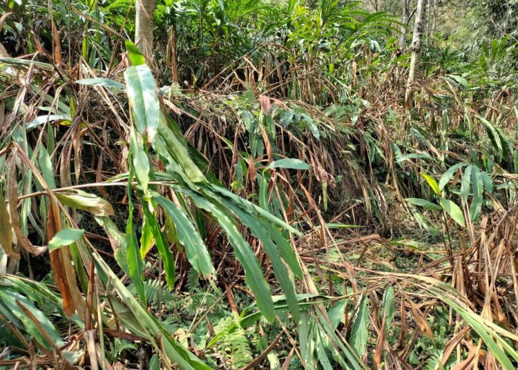 पानी नपर्दा सुक्न थाले अलैँचीका बोट