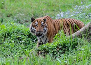 पाटेबाघका लागि प्रख्यात शुक्लाफाँटा