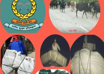 प्रसौनी र अमरपर्टी नाकावाट व्यापक रुपमा तस्करी शुरु