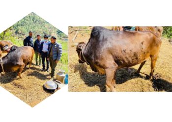 गाईगोरुलाई देखियो लम्फी स्किन रोग
