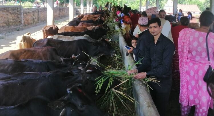 गाई संरक्षणबाट धार्मिक पर्यटनको प्रवर्द्धन