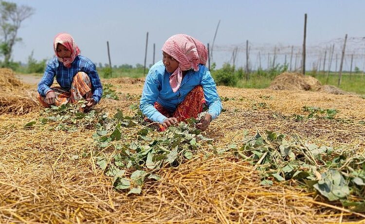 नेपालको जग्गामा भारतीयको खेतीपाती