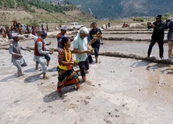 जुम्लामा काली मार्सी धान रोपाइँ