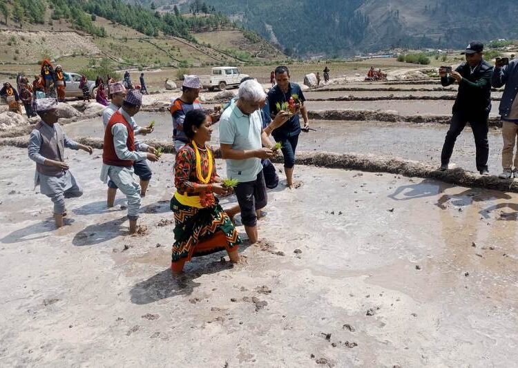 जुम्लामा काली मार्सी धान रोपाइँ