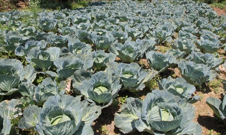 रु १७ करोडभन्दा बढीको बन्दाकोभी भारत निर्यात