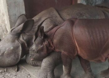 Two rhino calves released into wild