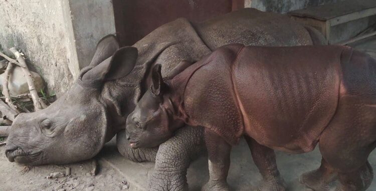 Two rhino calves released into wild